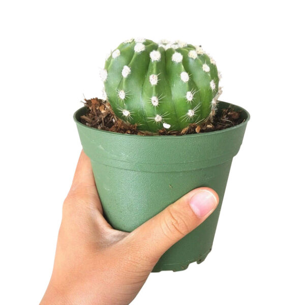 Domino Cactus Echinopsis - Image 4