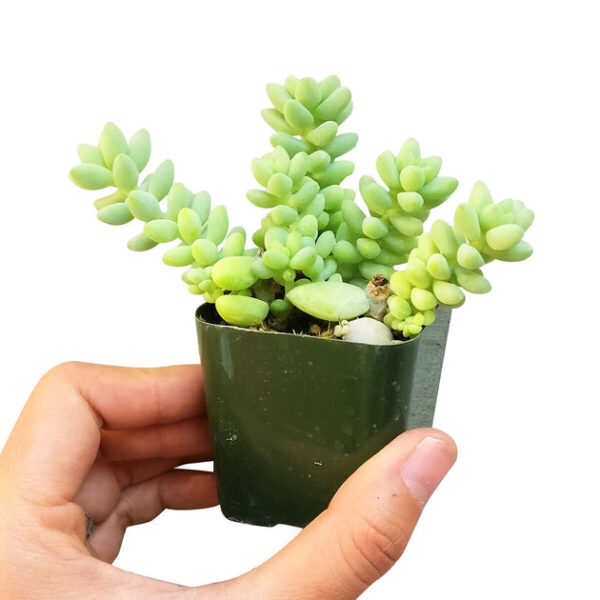 Sedum Donkey's Tail Succulent - Image 3