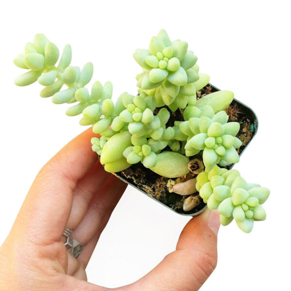 Sedum Donkey's Tail Succulent - Image 4