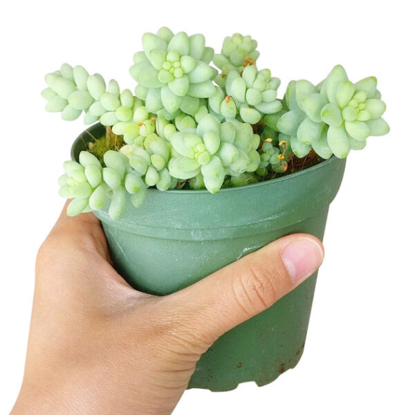 Sedum Donkey's Tail Succulent - Image 6