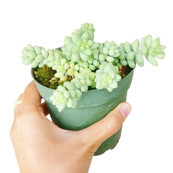 Sedum Donkey's Tail Succulent - Image 7