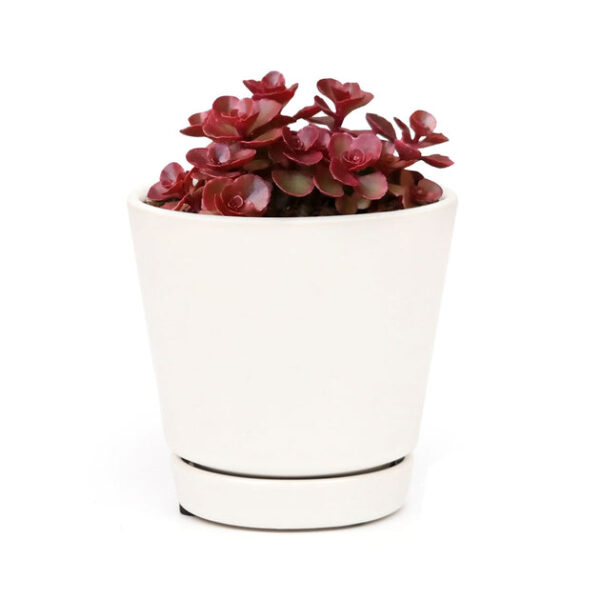 Dragon's Blood Sedum - Image 9