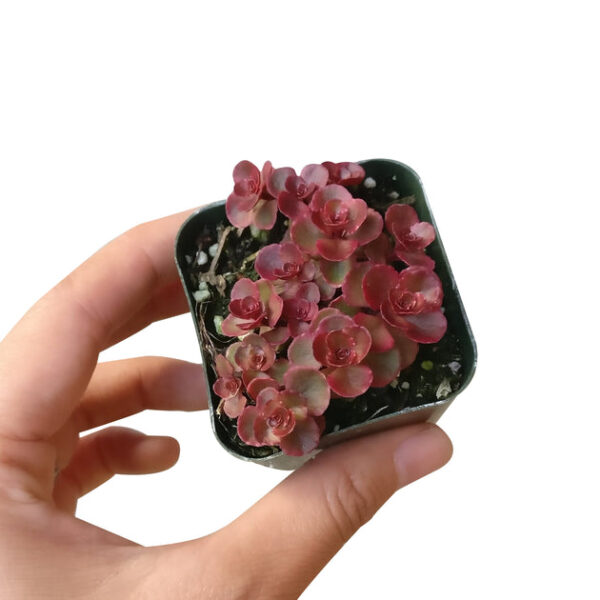 Dragon's Blood Sedum - Image 7
