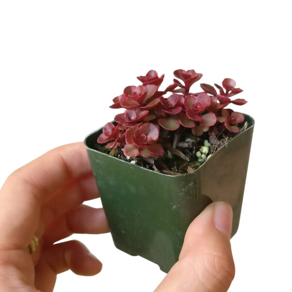 Dragon's Blood Sedum - Image 8
