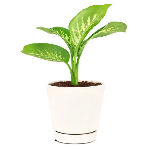 Dieffenbachia Tropic Snow - Image 7