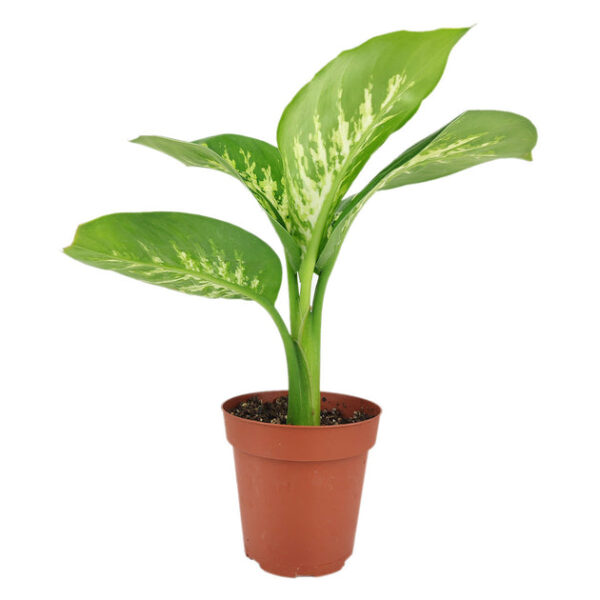 Dieffenbachia Tropic Snow - Image 3