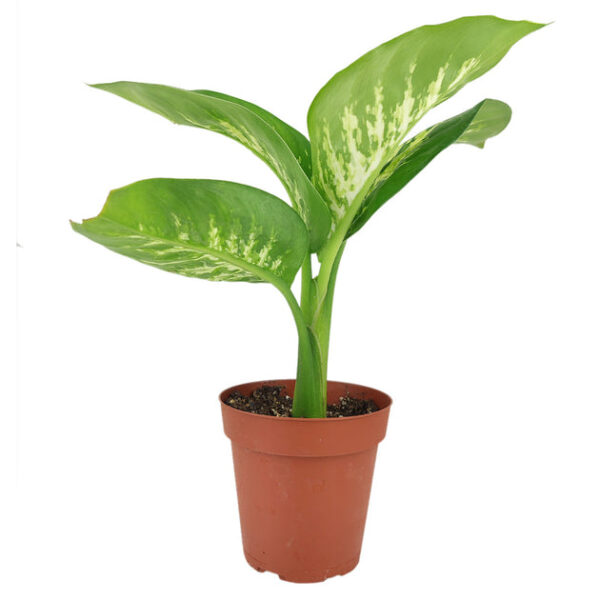 Dieffenbachia Tropic Snow - Image 5