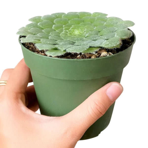 Aeonium Dinner Plate - Image 4