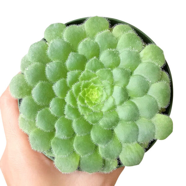 Aeonium Dinner Plate - Image 3