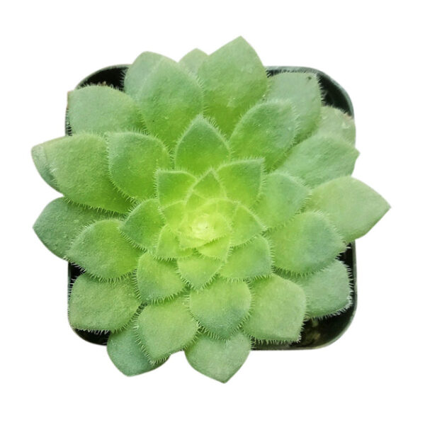 Aeonium Dinner Plate - Image 5