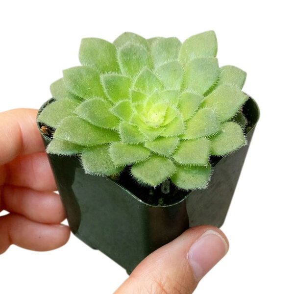 Aeonium Dinner Plate - Image 6
