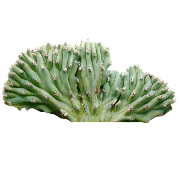 Dinosaur Back Plant Cactus - Image 4