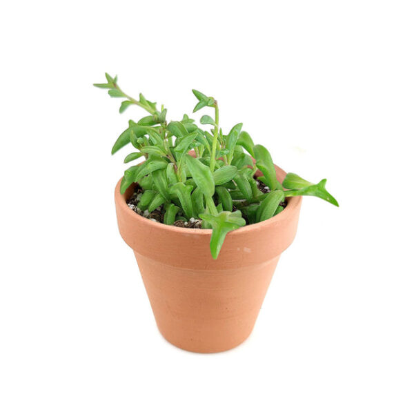String of Dolphins Senecio Peregrinus Succulent - Image 7