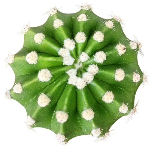 Domino Cactus Echinopsis - Image 2