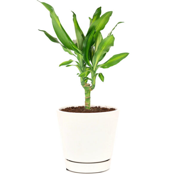 Dracaena Cintho - Image 7