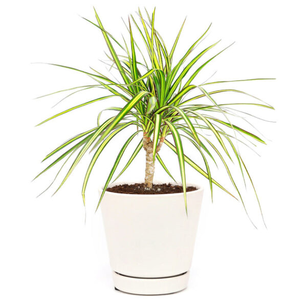 Dracaena Kiwi - Image 6