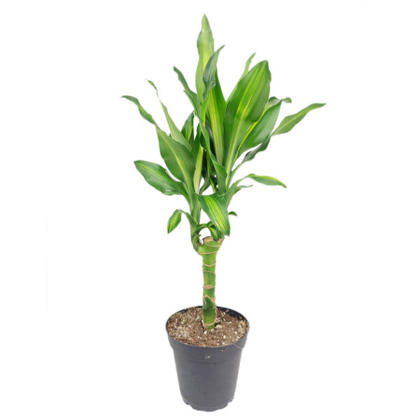 Dracaena Cintho - Image 3