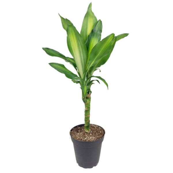 Dracaena Cintho - Image 5