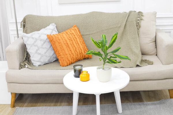 Dracaena Cintho - Image 8