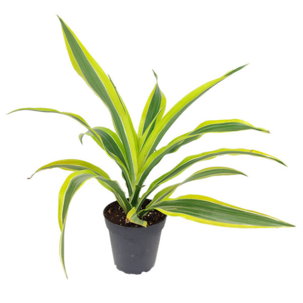 Dracaena Lemon Lime - Image 3
