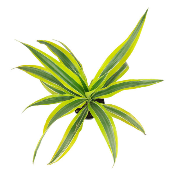 Dracaena Lemon Lime - Image 5