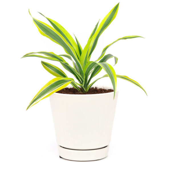 Dracaena Lemon Lime - Image 6