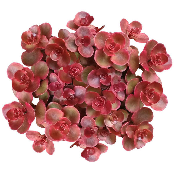Dragon's Blood Sedum - Image 2