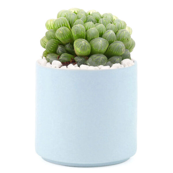 Haworthia Cooperi Var. Obtusa - Image 7