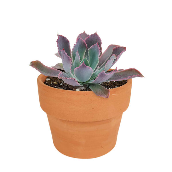 Echeveria Neon Breaker - Image 9