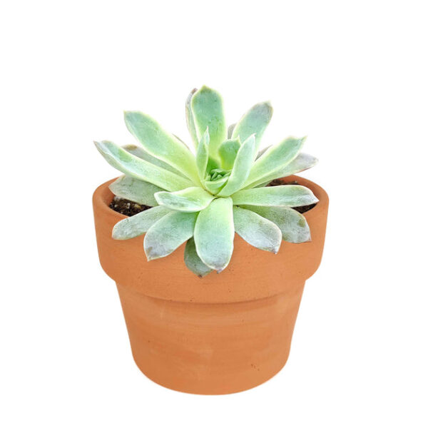Echeveria Violet Queen - Image 8