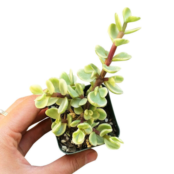 Elephant Bush - Image 7