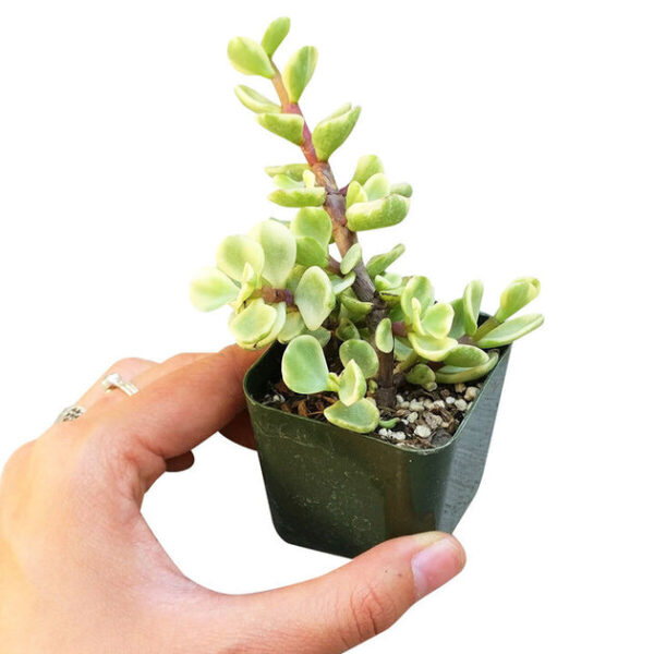 Elephant Bush - Image 8