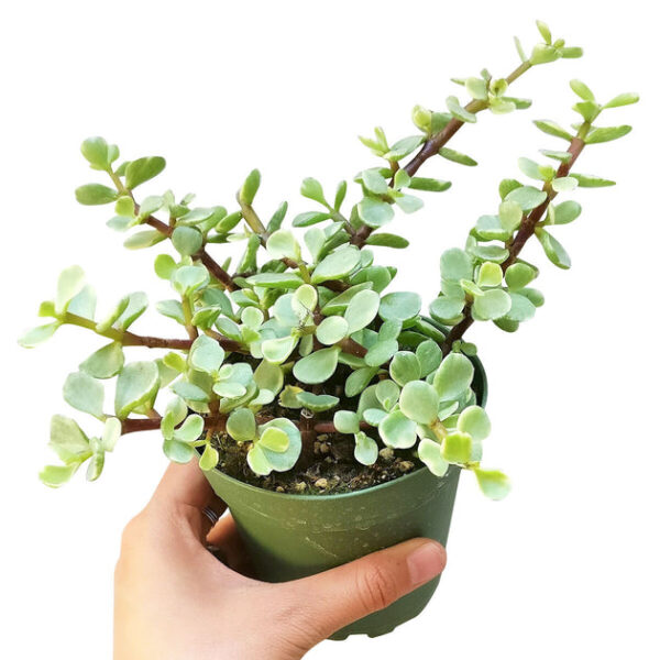 Elephant Bush - Image 9