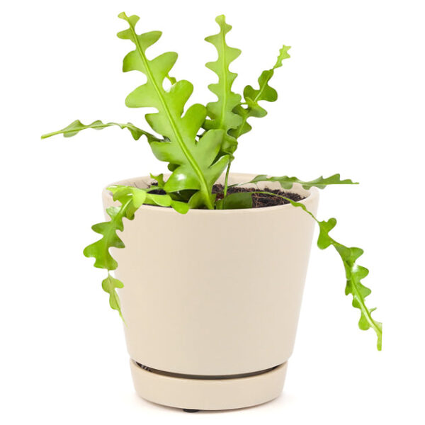 Epiphyllum anguliger Fishbone Cactus - Image 7