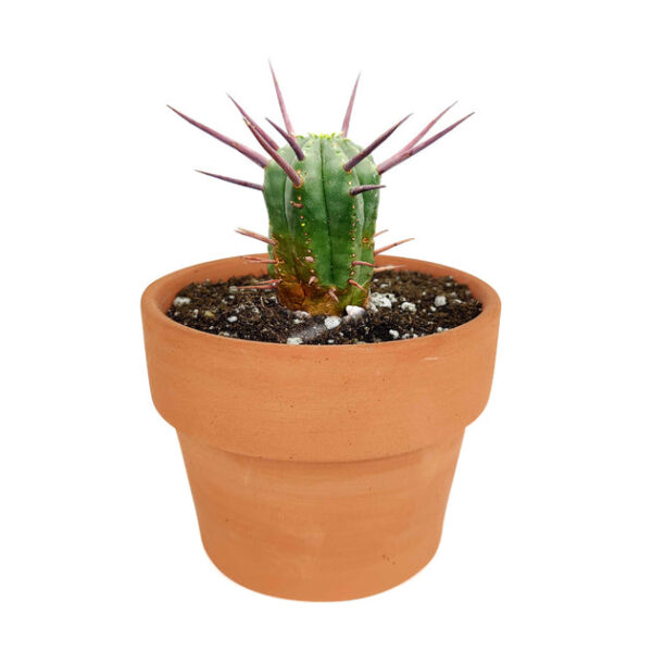 Euphorbia Enopla Cactus - Image 8