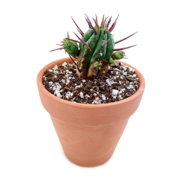 Euphorbia Enopla Cactus - Image 4