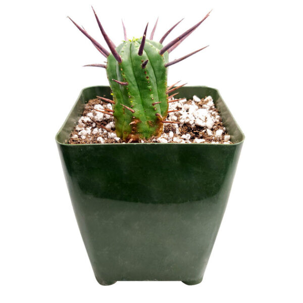 Euphorbia Enopla Cactus - Image 5