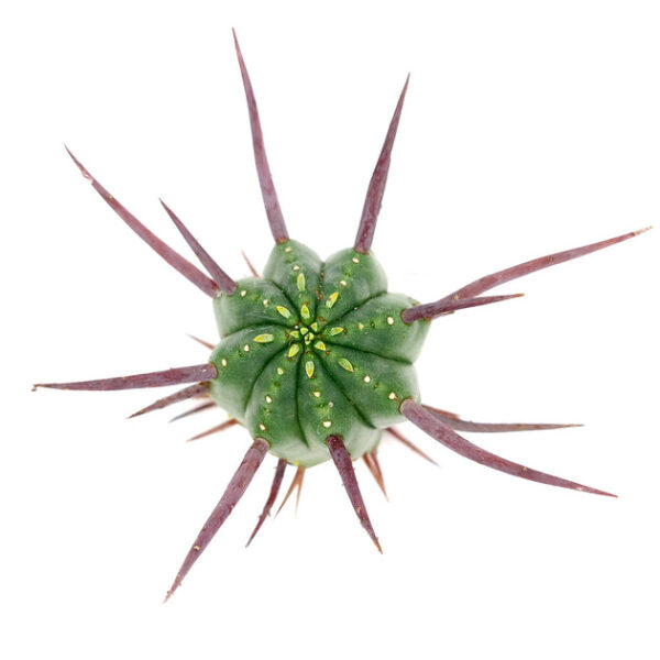Euphorbia Enopla Cactus - Image 2