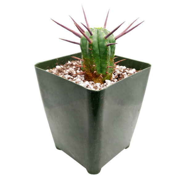 Euphorbia Enopla Cactus - Image 6