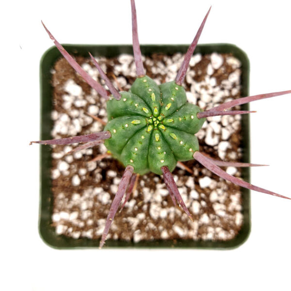 Euphorbia Enopla Cactus - Image 7