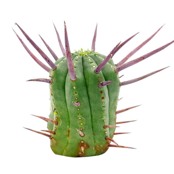 Euphorbia Enopla Cactus - Image 3