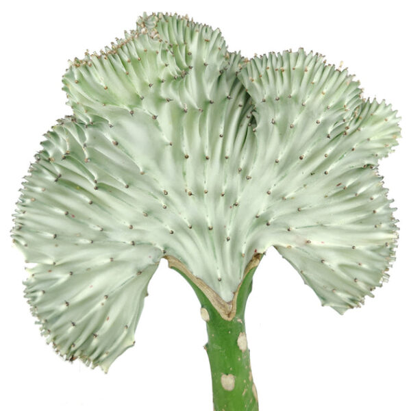 Coral Cactus - Image 7