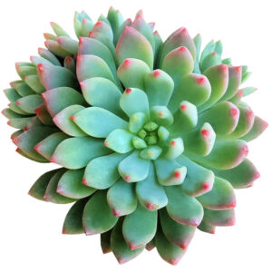 Sedeveria Blue Elf Echeveria x Sedum