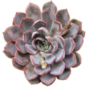 Echeveria 'Summer'