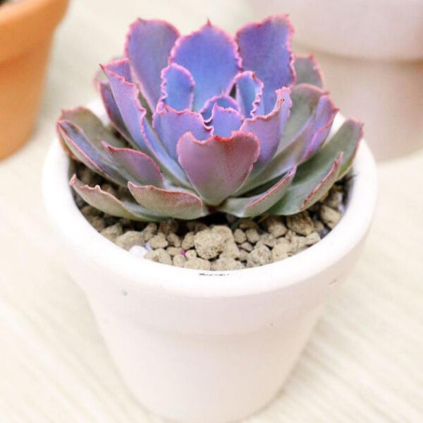 Echeveria Neon Breaker - Image 2