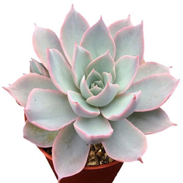 Echeveria Subsessilis Succulent - Image 2