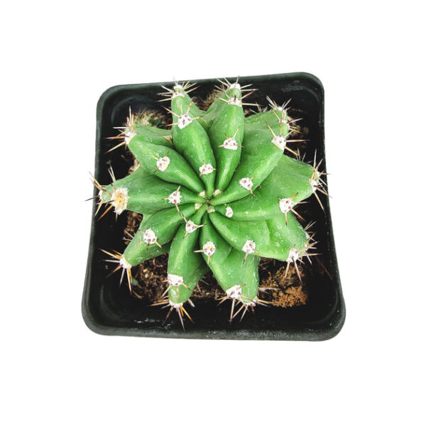 Echinopsis oxygona 'Easter Lily Cactus' - Image 2