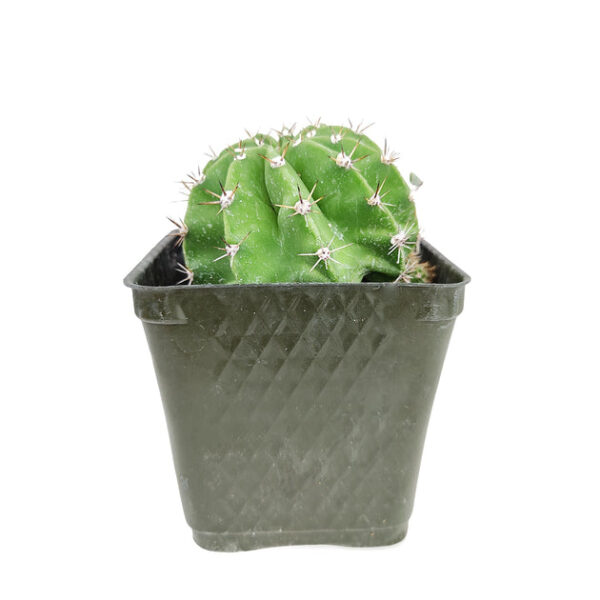 Echinopsis oxygona 'Easter Lily Cactus' - Image 3