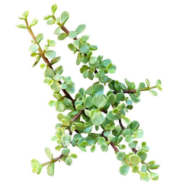 Elephant Bush - Image 6