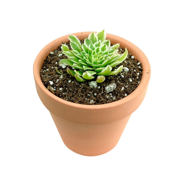 Aeonium Emerald Ice - Image 3